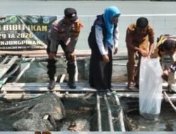 Satgas TMMD Tebar 3.000 Bibit Ikan Kakap Putih di Bintan untuk Ketahanan Pangan